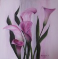 Pink callas 1